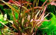 Cryptocoryline retropiralis: вміст, відтворення.